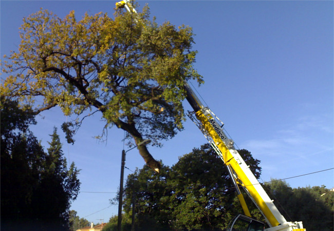 Démontage d’un arbre à l’aide d’une grue