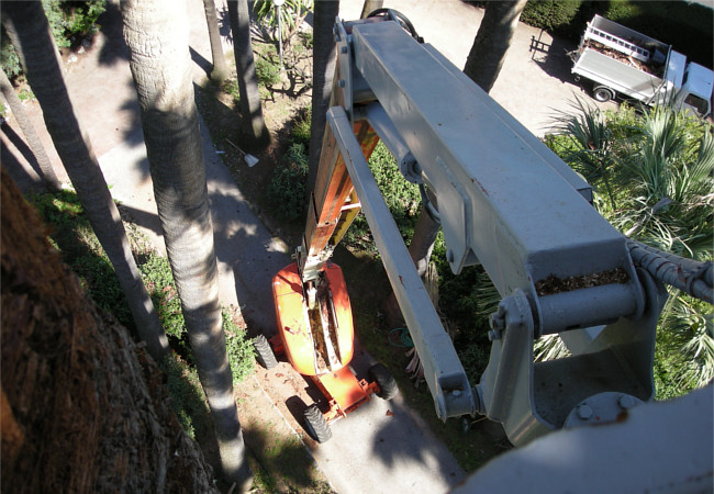Intervention en nacelle sur un arbre de grande hauteur