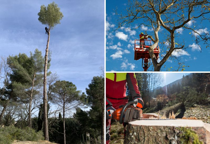 Abattage d’arbres